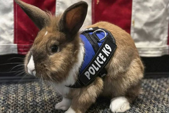 Кролик поступил на службу в полицию Калифорнии