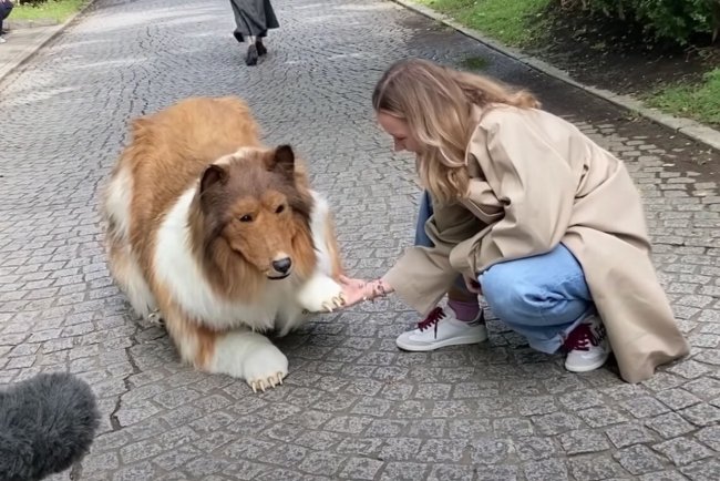 Видео: Японец потратил кучу денег на мечту стать собакой