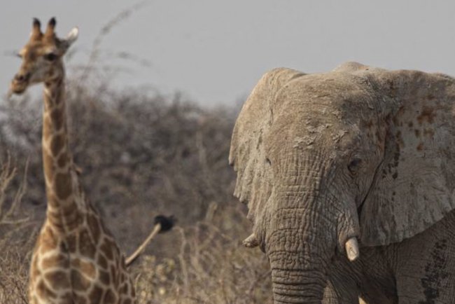 Видео: Слон и жираф сбежали со съёмочной площадки в Италии