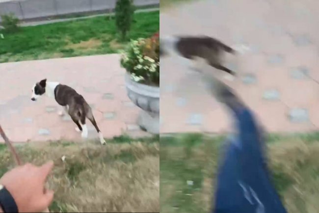 Видео: Узбекский блогер, ранее раскритиковавший магазин нижнего белья, пытался пнуть собак и поругал их