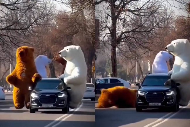В Ташкенте заметили «медведей», передвигающихся на авто — видео