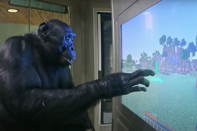 Скончался бонобо Канзи, владевший языком и покоривший Minecraft