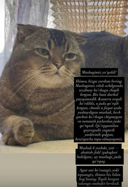 У узбекской певицы Райхон пропала кошка
